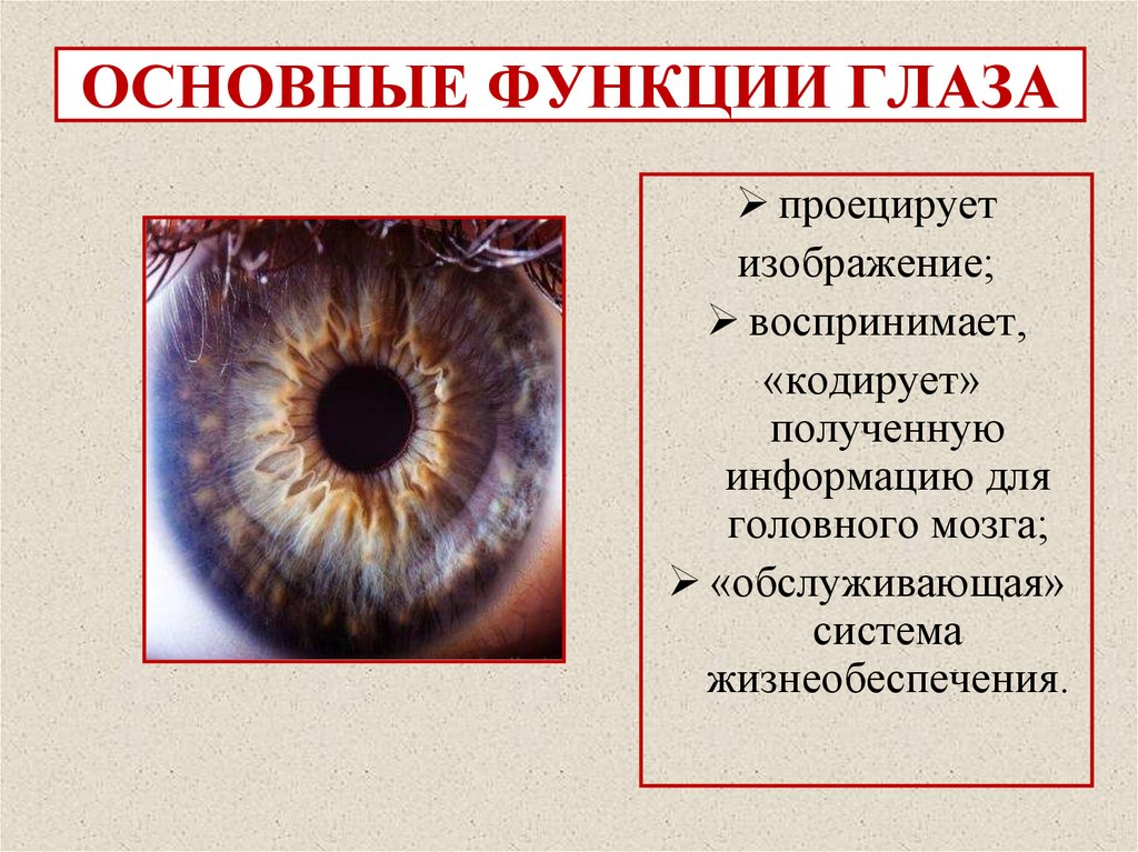 ГЛАЗ И ЗРЕНИЕ