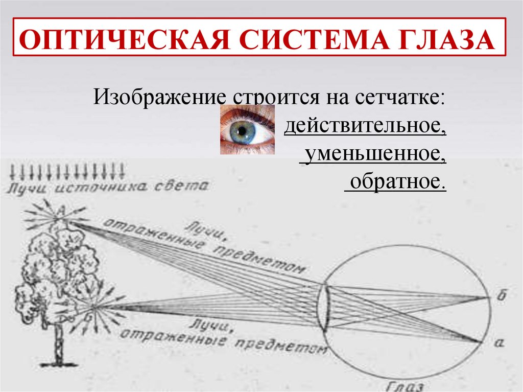 ОСНОВНЫЕ ФУНКЦИИ ГЛАЗА