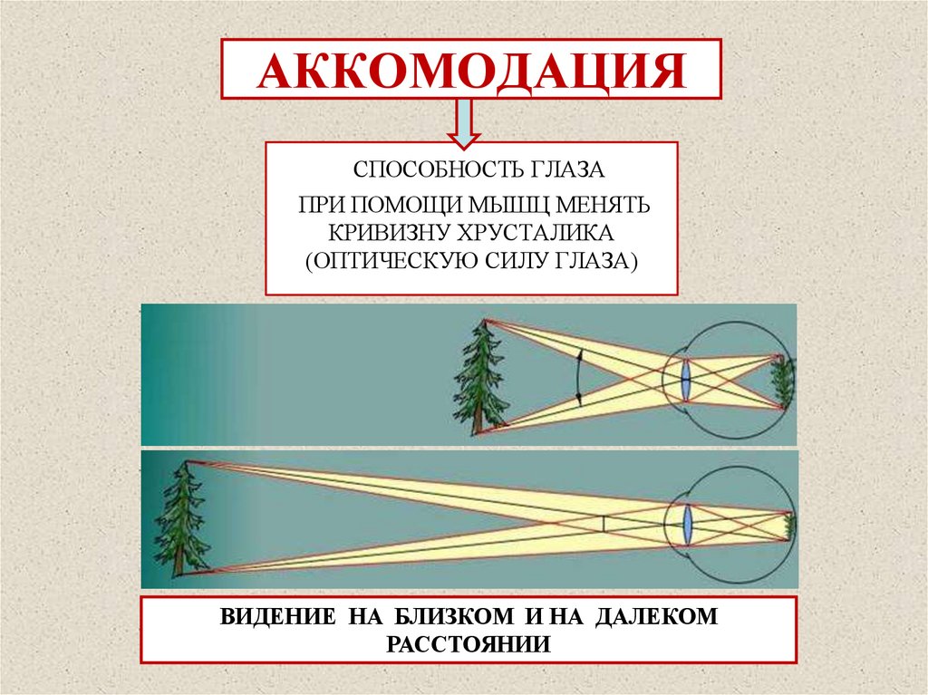 Оптическая система глаза