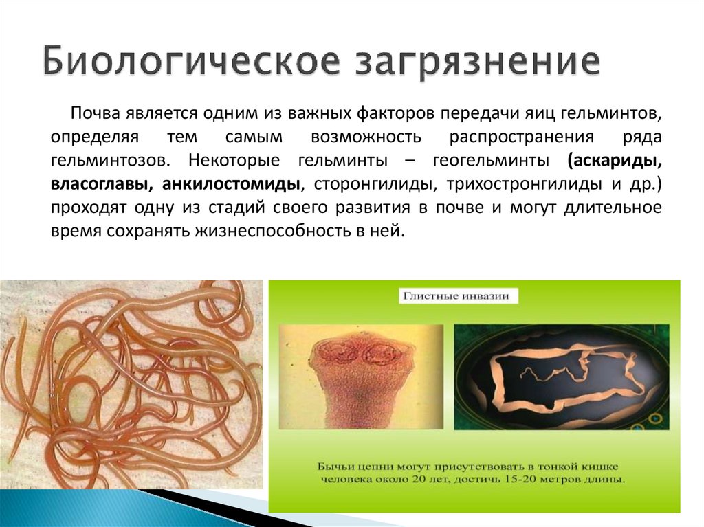 Биологическое загрязнение