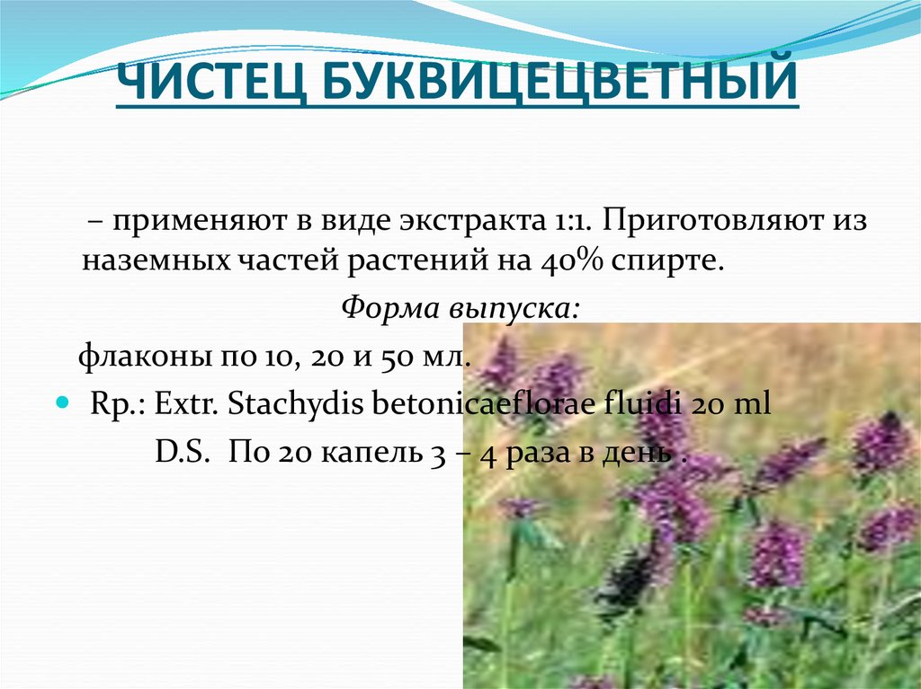 ЧИСТЕЦ БУКВИЦЕЦВЕТНЫЙ