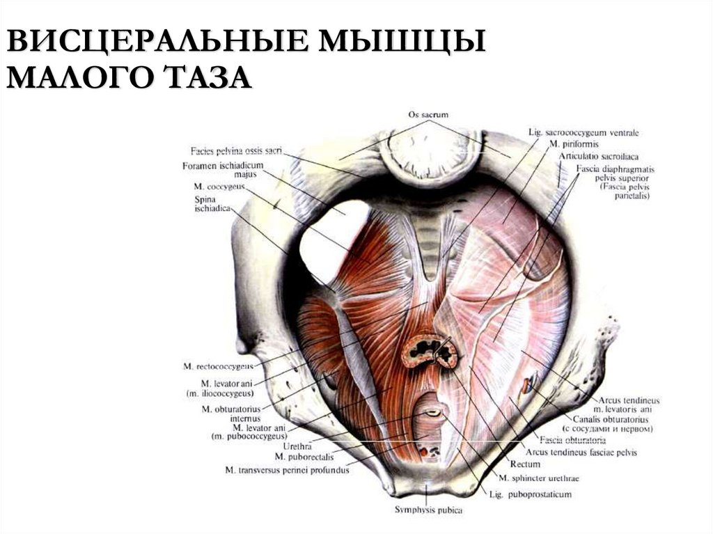 ВИСЦЕРАЛЬНЫЕ МЫШЦЫ МАЛОГО ТАЗА
