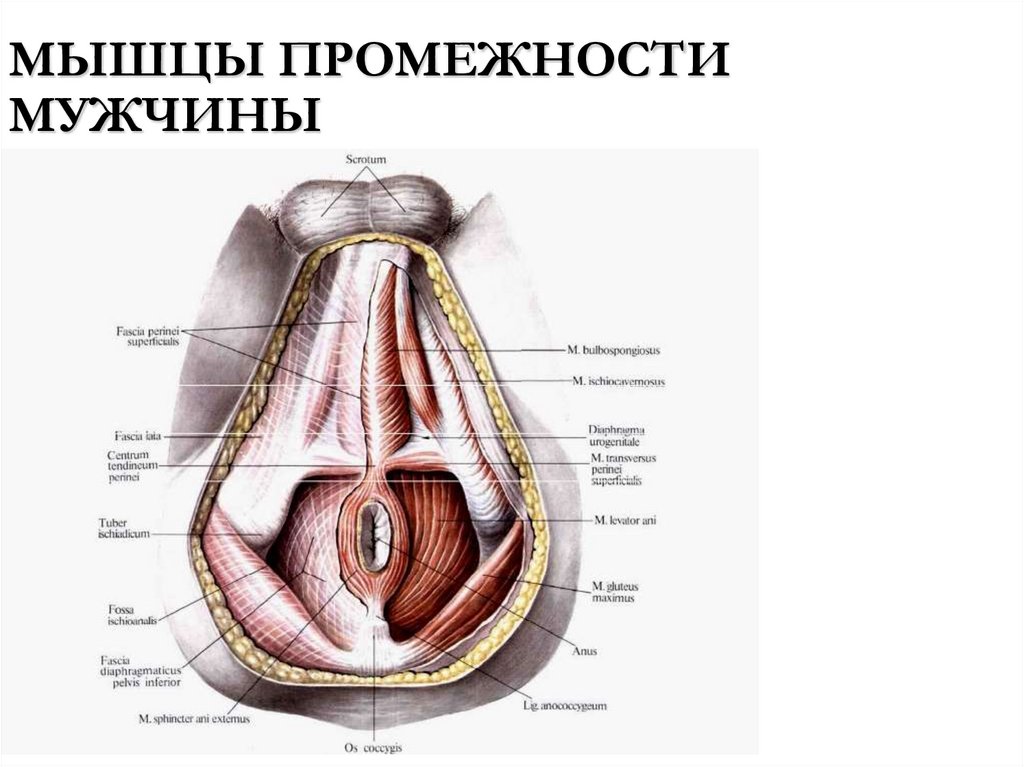 МЫШЦЫ ПРОМЕЖНОСТИ МУЖЧИНЫ