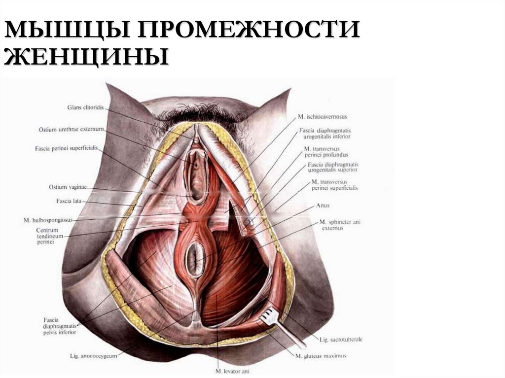 МЫШЦЫ ПРОМЕЖНОСТИ ЖЕНЩИНЫ