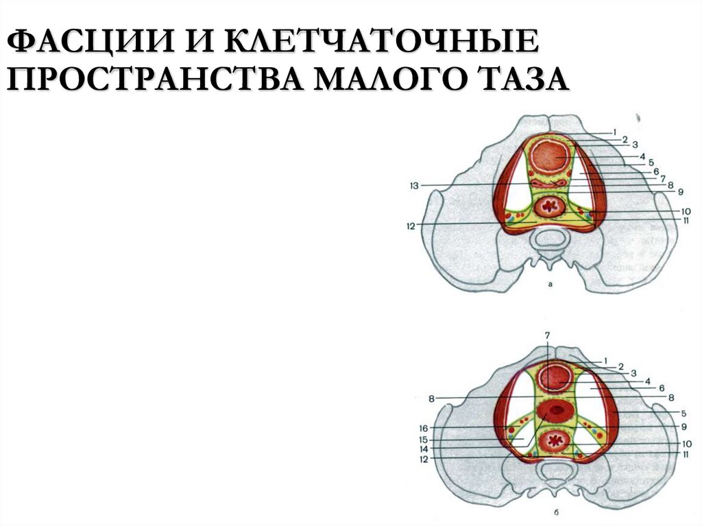 ФАСЦИИ И КЛЕТЧАТОЧНЫЕ ПРОСТРАНСТВА МАЛОГО ТАЗА
