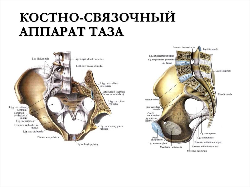КОСТНО-СВЯЗОЧНЫЙ АППАРАТ ТАЗА