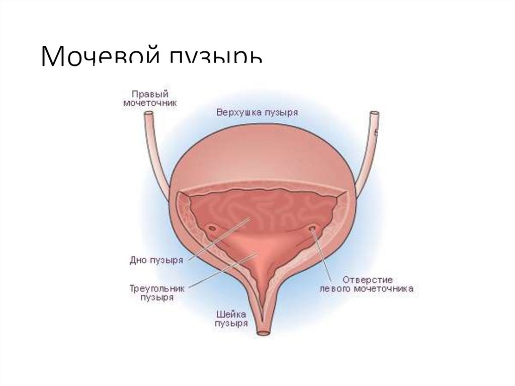 Мочевой пузырь