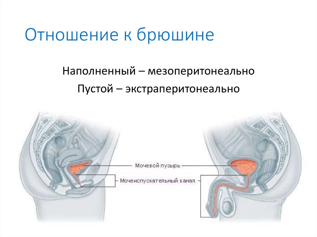 Отношение к брюшине