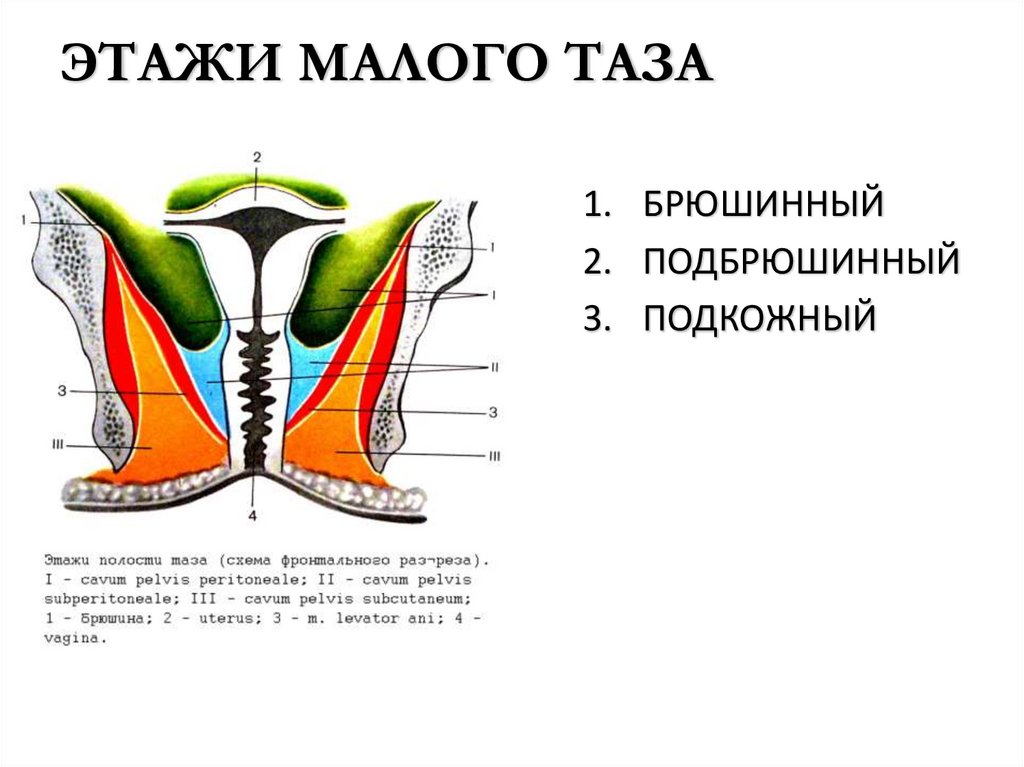 ЭТАЖИ МАЛОГО ТАЗА