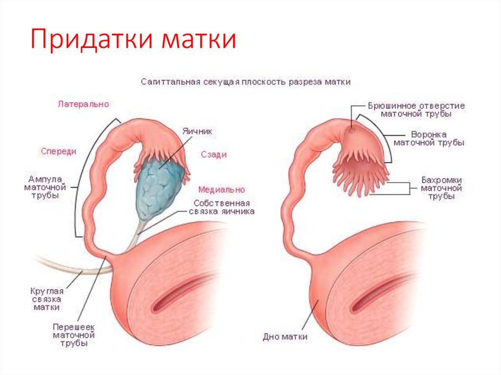 Придатки матки