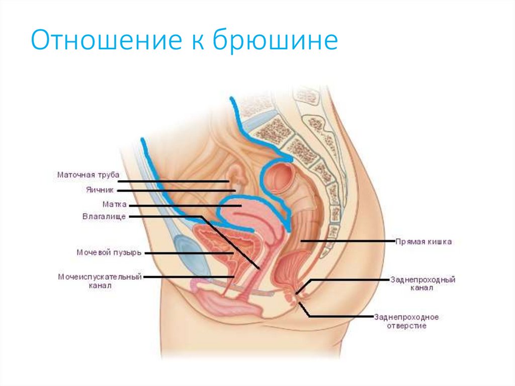 Отношение к брюшине