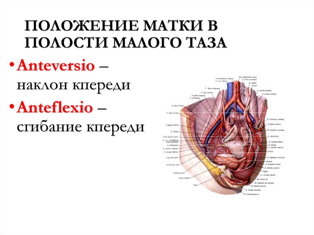 ПОЛОЖЕНИЕ МАТКИ В ПОЛОСТИ МАЛОГО ТАЗА