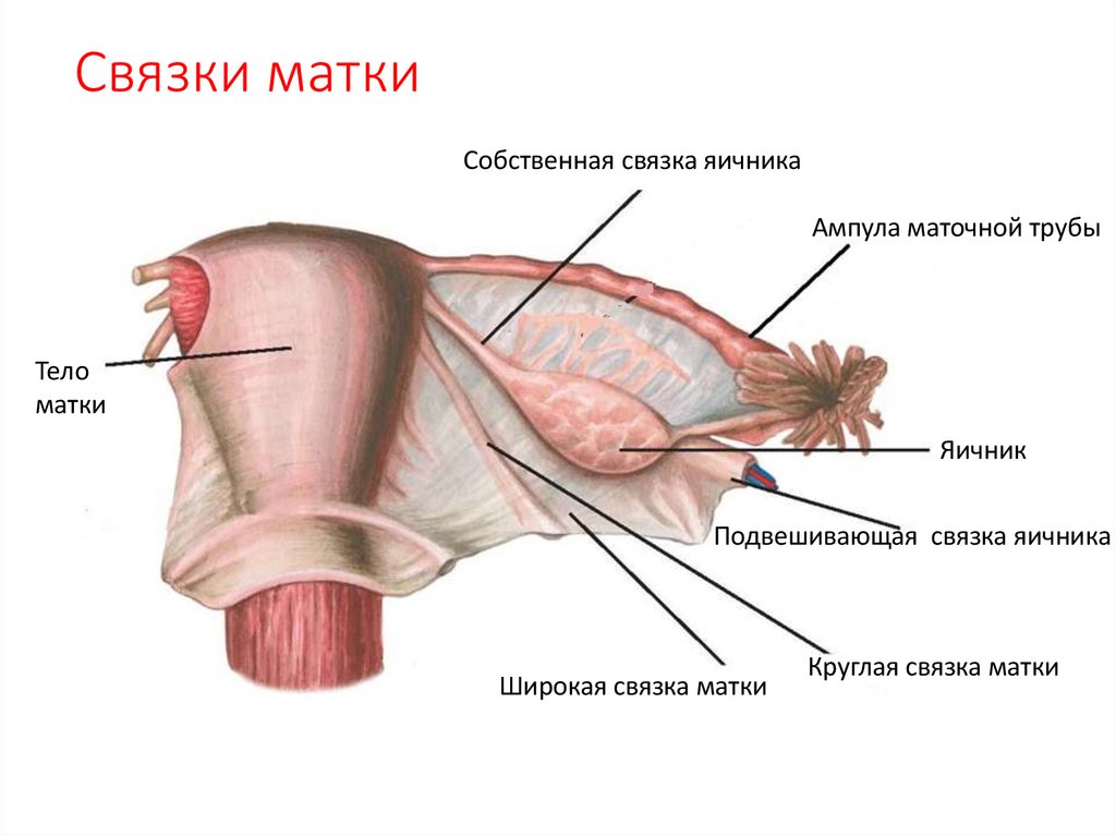 Связки матки