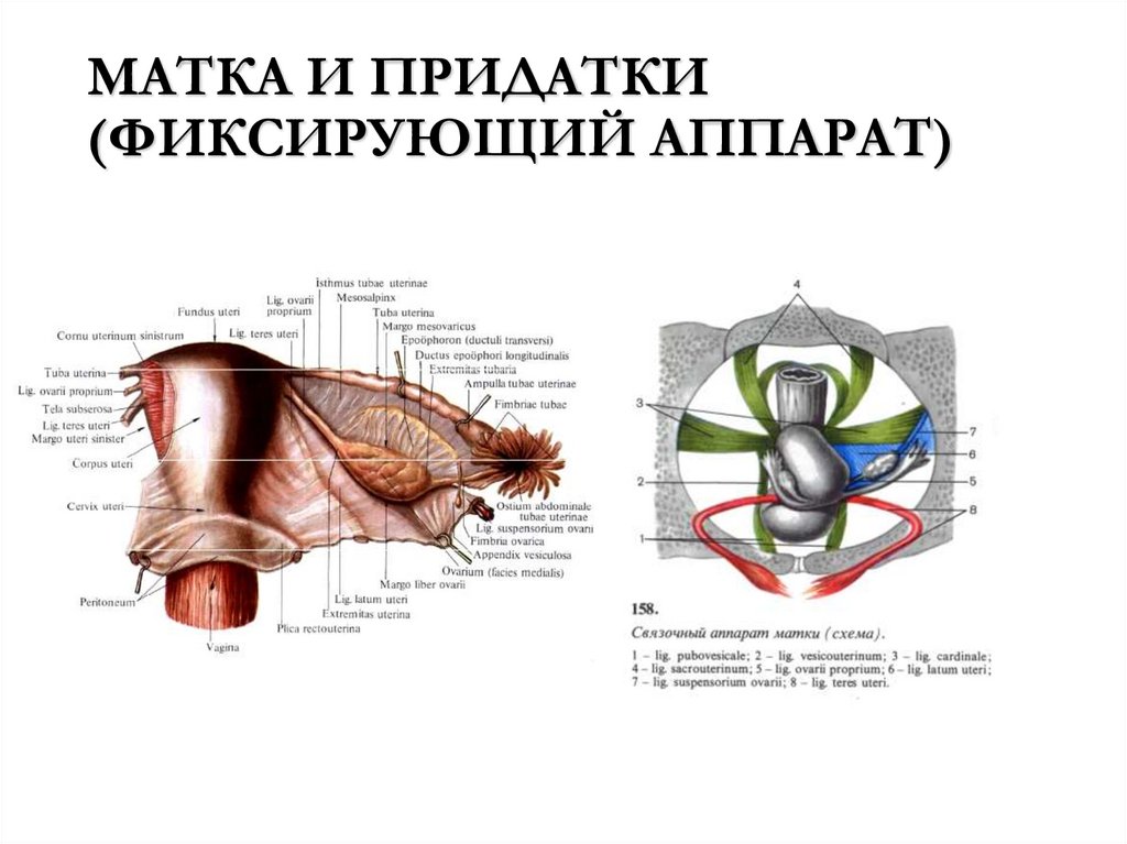 МАТКА И ПРИДАТКИ (ФИКСИРУЮЩИЙ АППАРАТ)