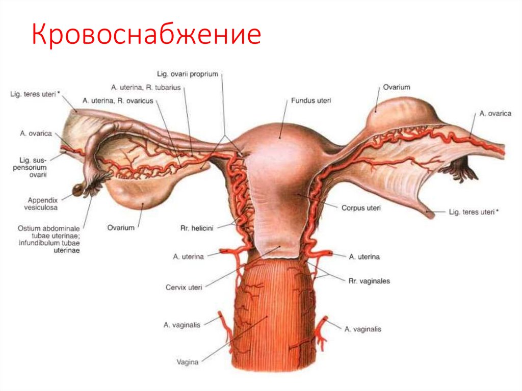 Кровоснабжение