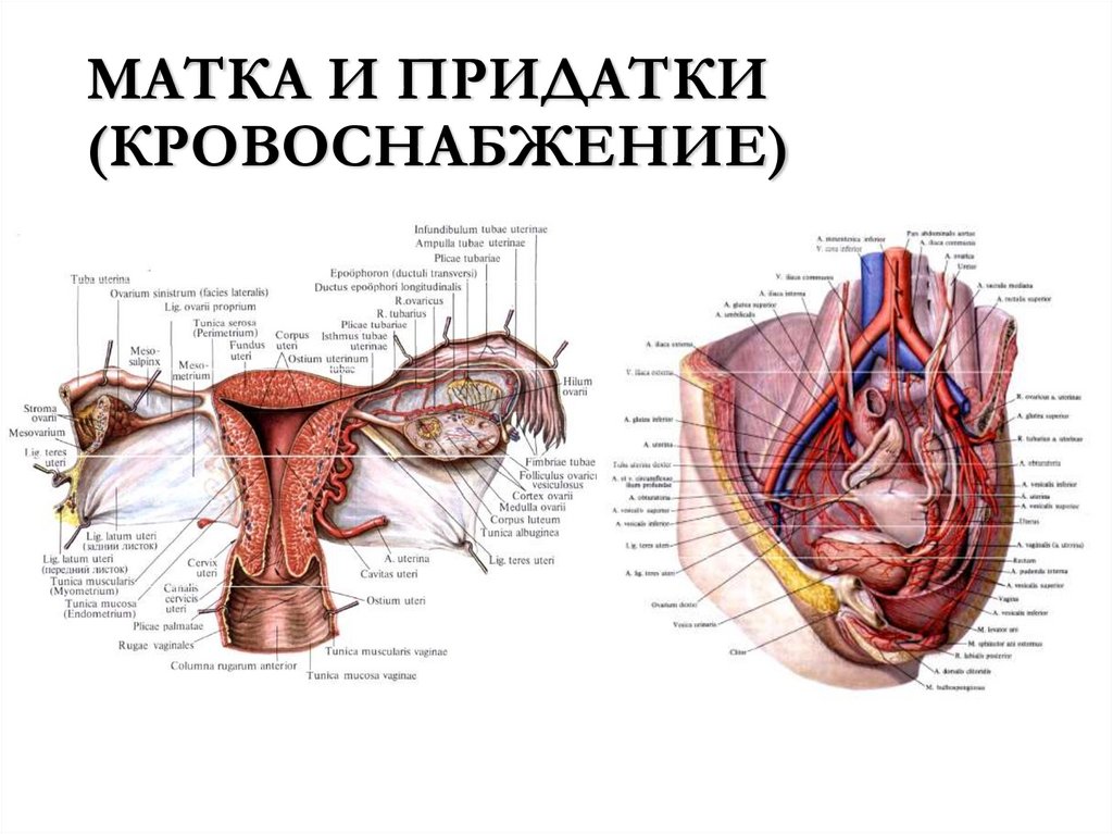 МАТКА И ПРИДАТКИ (КРОВОСНАБЖЕНИЕ)