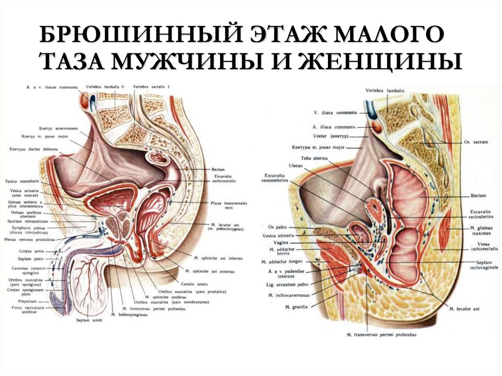 БРЮШИННЫЙ ЭТАЖ МАЛОГО ТАЗА МУЖЧИНЫ И ЖЕНЩИНЫ