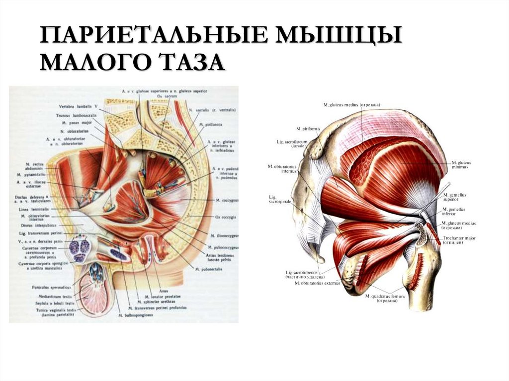 ПАРИЕТАЛЬНЫЕ МЫШЦЫ МАЛОГО ТАЗА