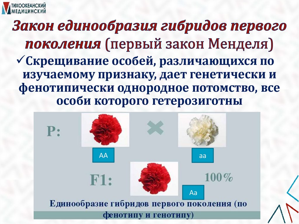 Закон единообразия гибридов первого поколения (первый закон Менделя)