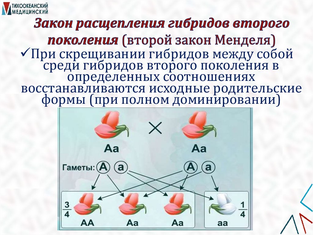 Закон расщепления гибридов второго поколения (второй закон Менделя)