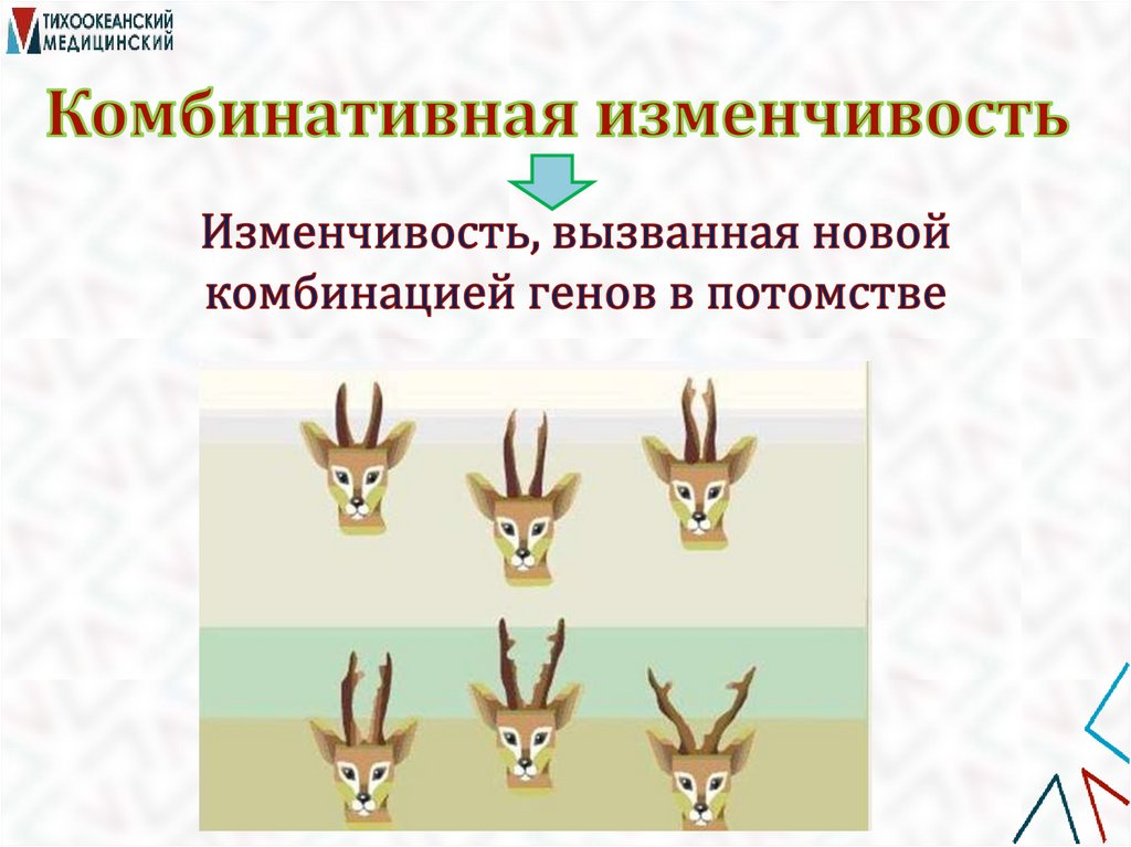 Комбинативная изменчивость