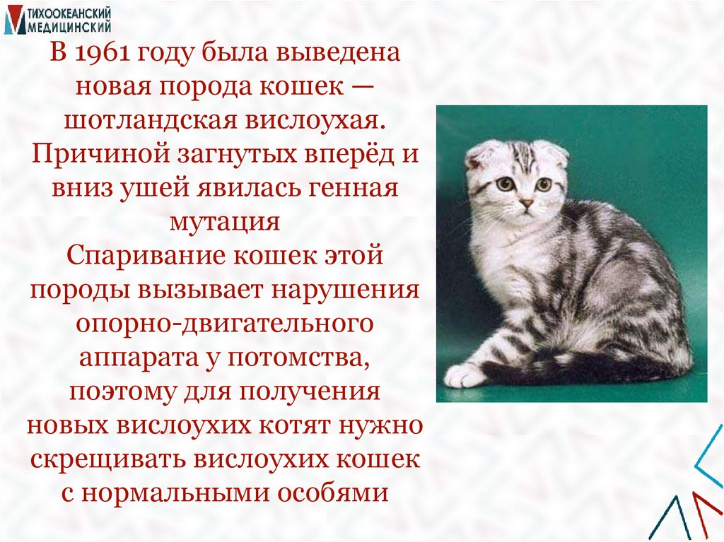 В 1961 году была выведена новая порода кошек — шотландская вислоухая. Причиной загнутых вперёд и вниз ушей явилась генная