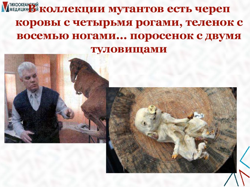 В коллекции мутантов есть череп коровы с четырьмя рогами, теленок с восемью ногами... поросенок с двумя туловищами