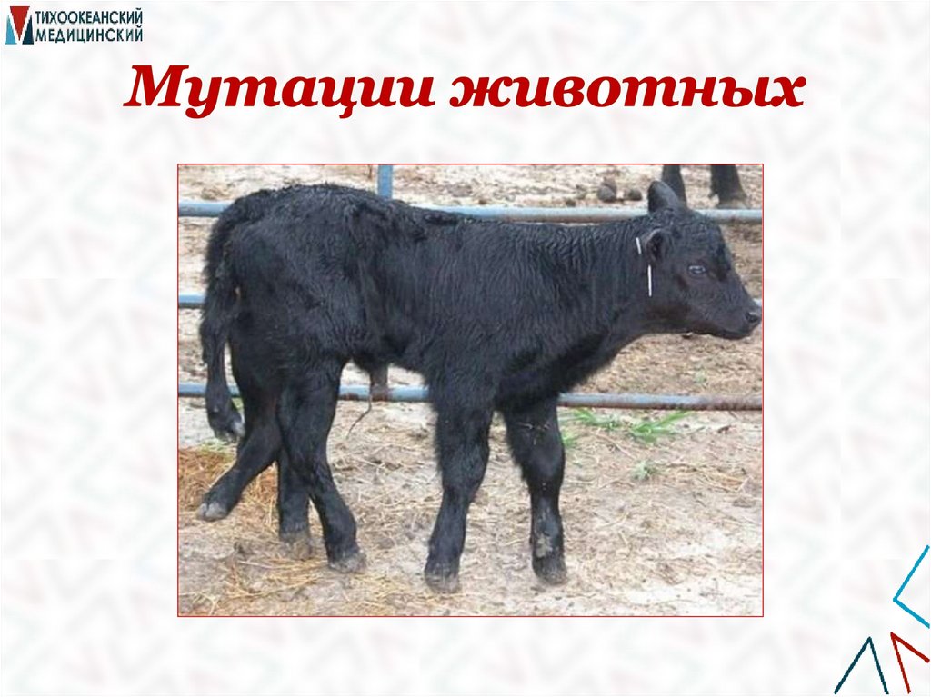 Мутации животных