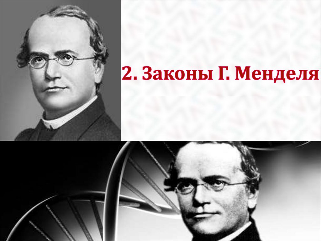 2. Законы Г. Менделя