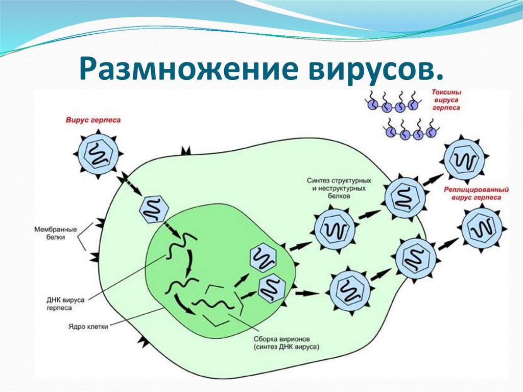 Размножение вирусов.