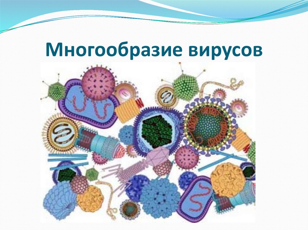 Многообразие вирусов