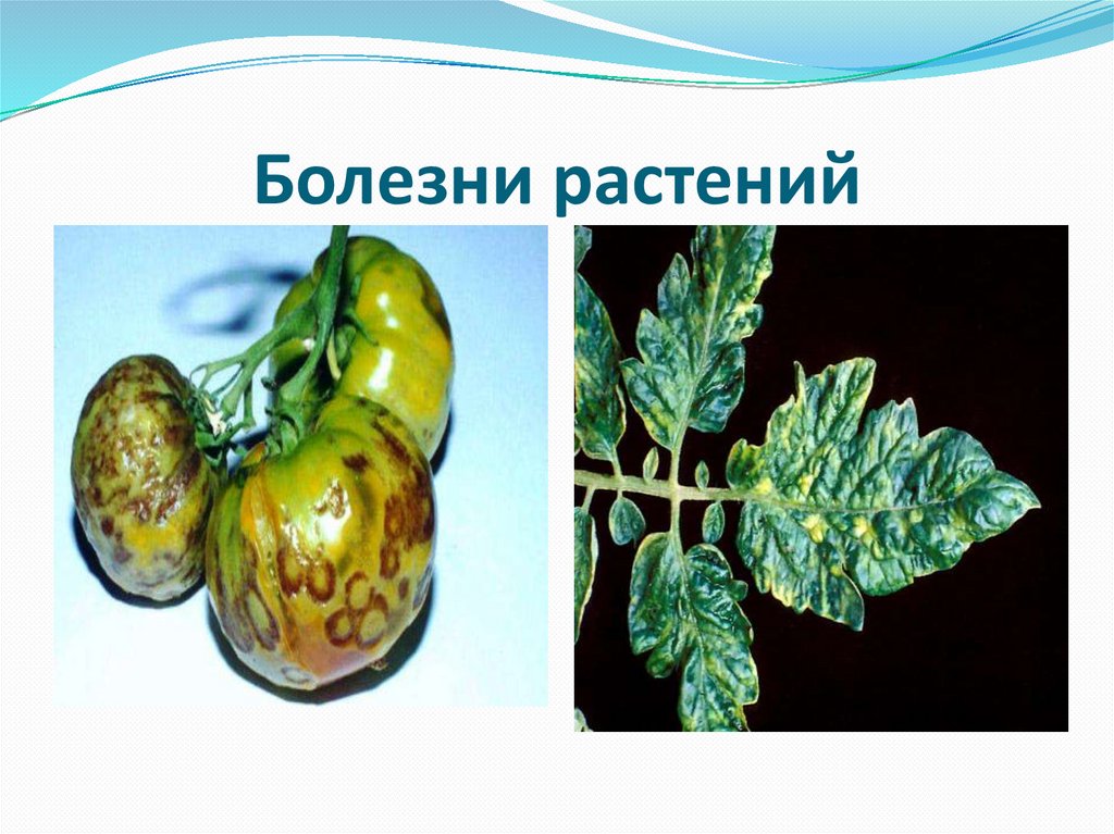 Болезни растений