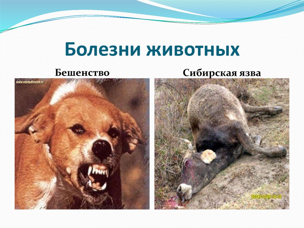 Болезни животных