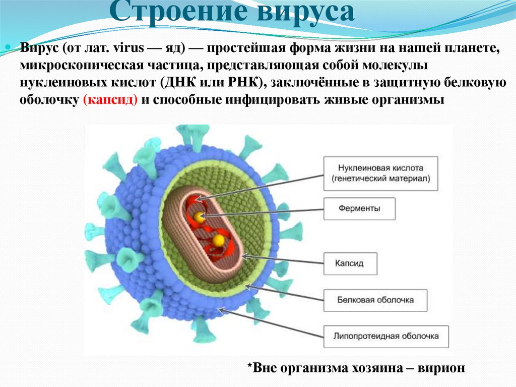Строение вируса