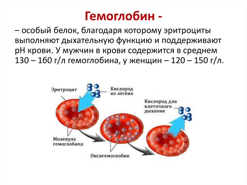 Гемоглобин -