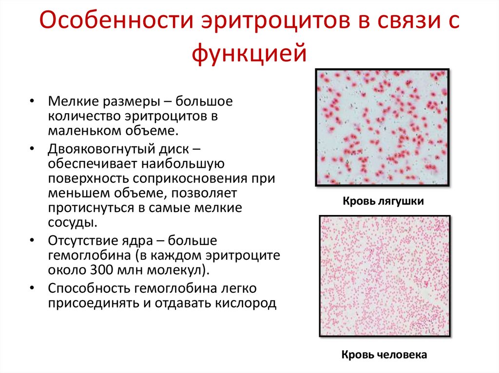 Особенности эритроцитов в связи с функцией
