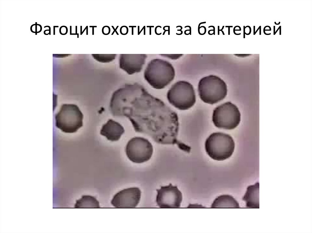 Фагоцит охотится за бактерией
