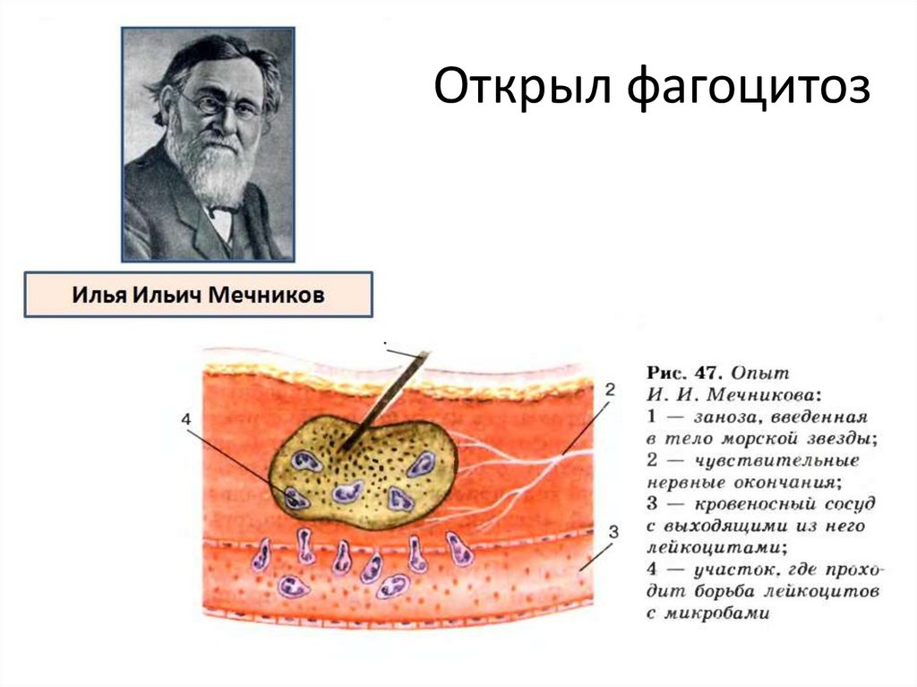 Открыл фагоцитоз