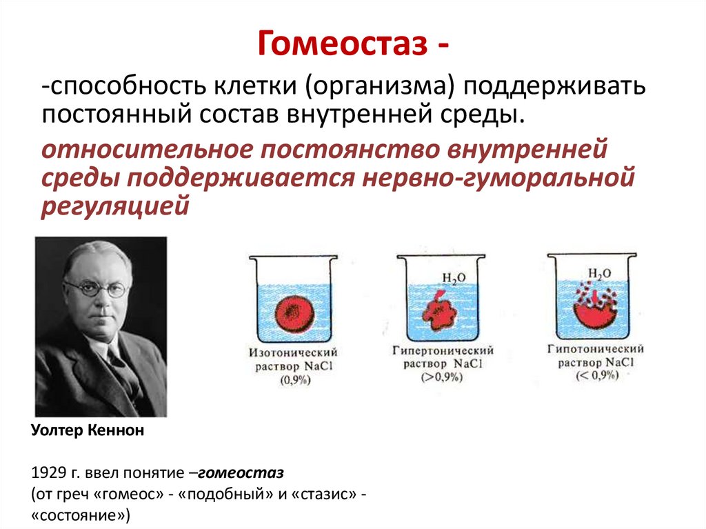 Гомеостаз -