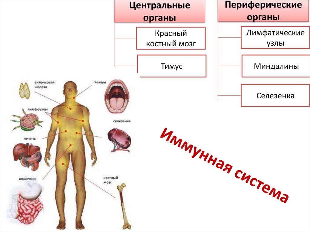 Иммунная система
