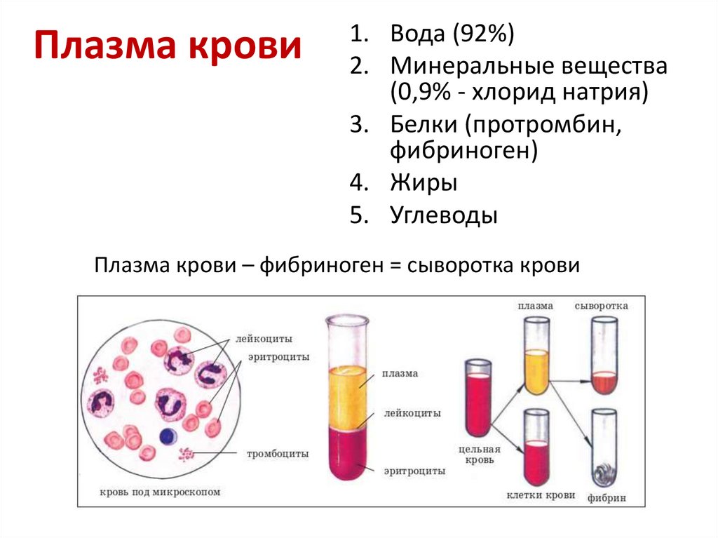Плазма крови