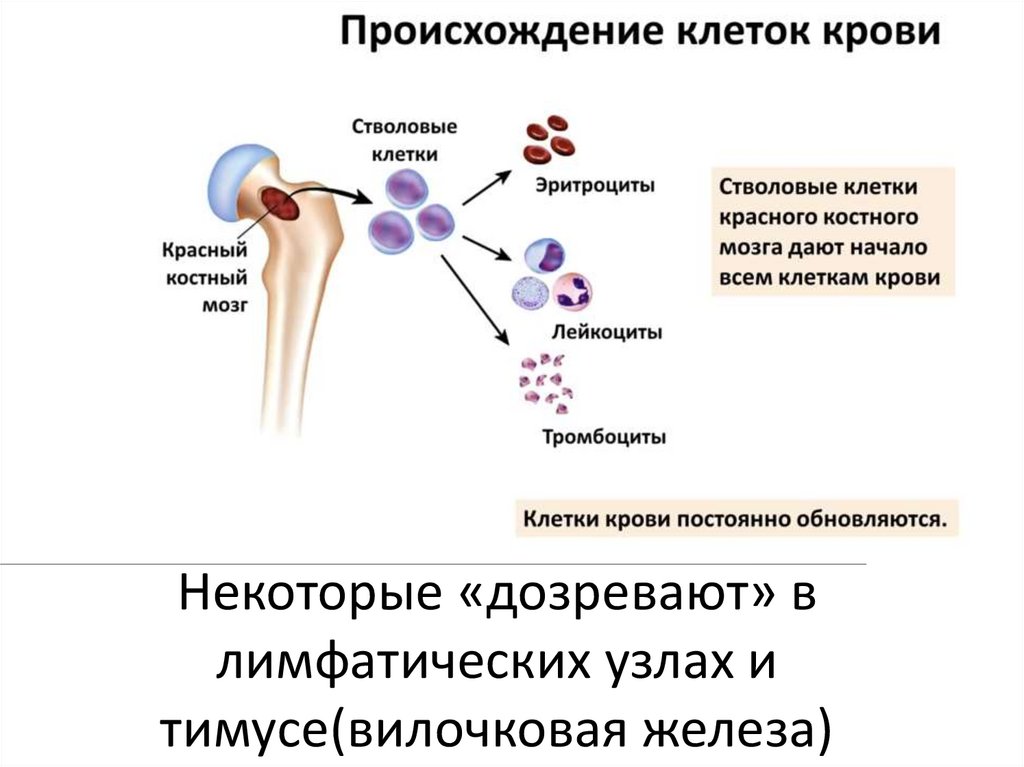 Некоторые «дозревают» в лимфатических узлах и тимусе(вилочковая железа)