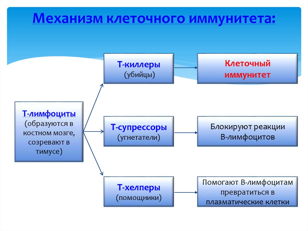 Механизм клеточного иммунитета: