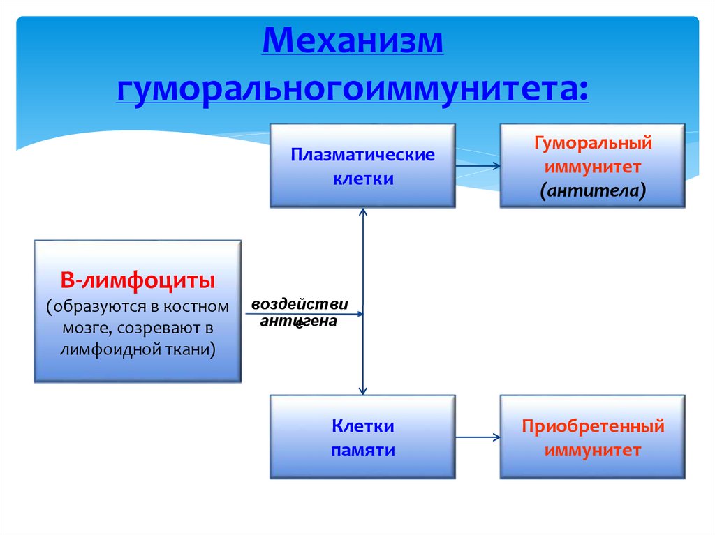 Механизм гуморальногоиммунитета: