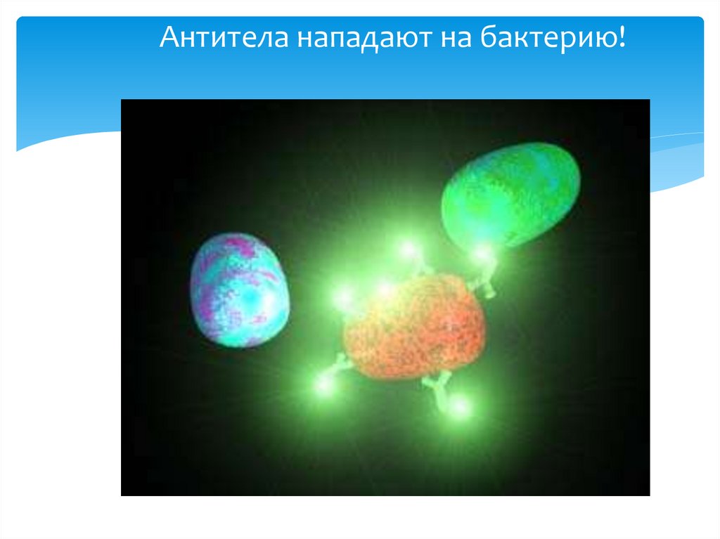 Антитела нападают на бактерию!