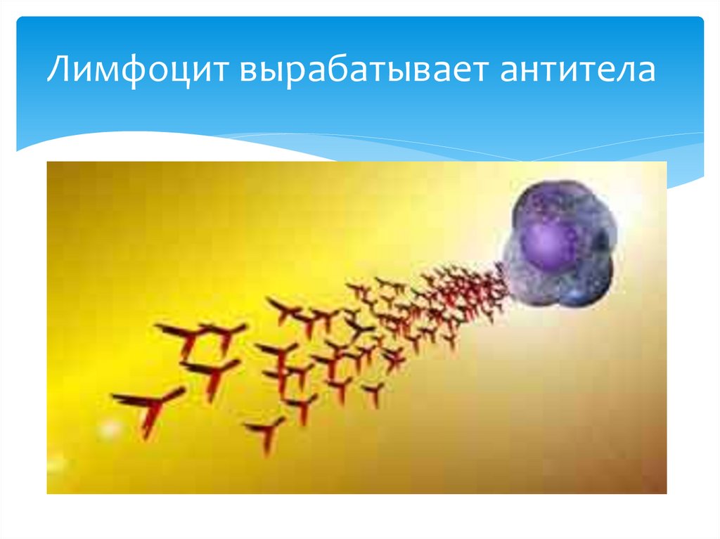 Лимфоцит вырабатывает антитела