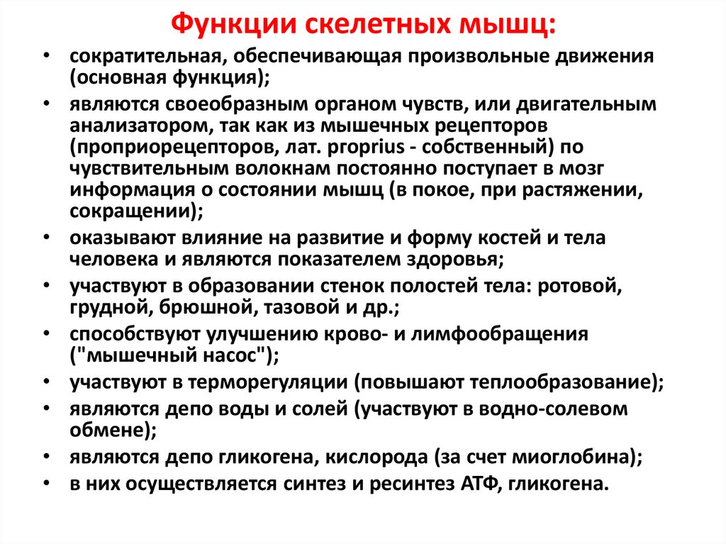 Функции скелетных мышц: