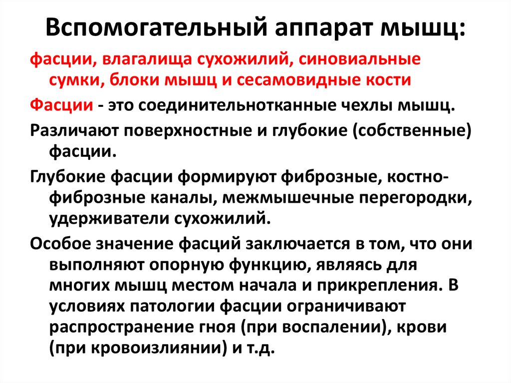 Вспомогательный аппарат мышц:
