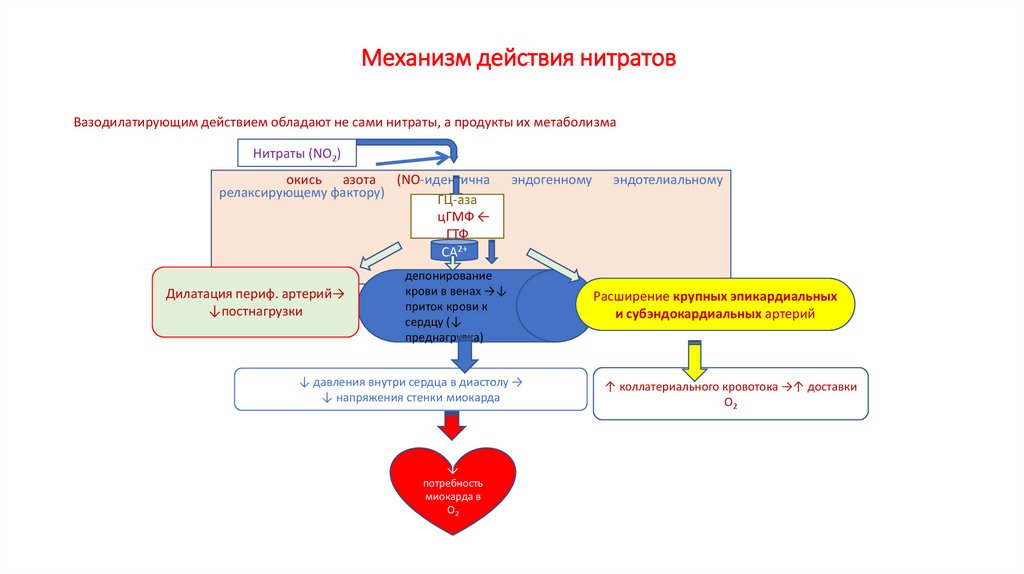 Механизм действия нитратов