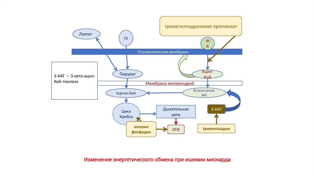 Изменение энергетического обмена при ишемии миокарда